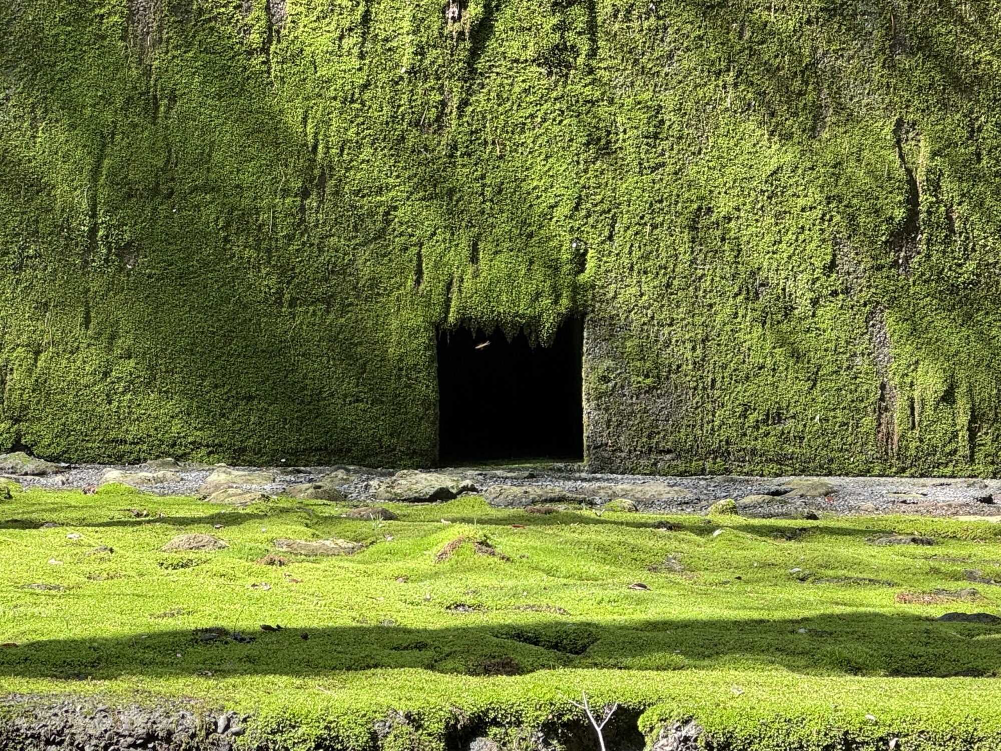 【天城山】百名山⑦　伊豆の森を感じる登山